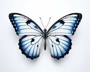 Fototapeta premium Butterfly isolated on white background