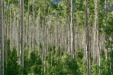 Obraz premium Springtime Aspen trees on the hillside