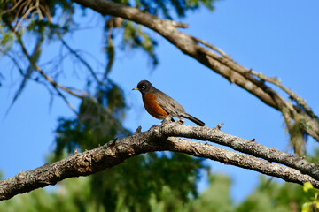 Fototapeta premium Red breasted Robin perched on a branch