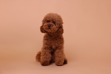 Cute Maltipoo dog on beige background. Lovely pet