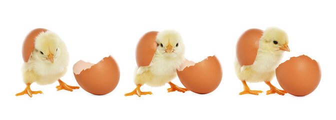 Collage with small cute baby chicken and egg isolated on white