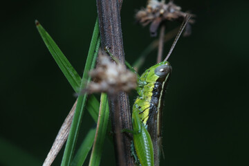 A grasshopper on a stick. Macro or close-up photography.