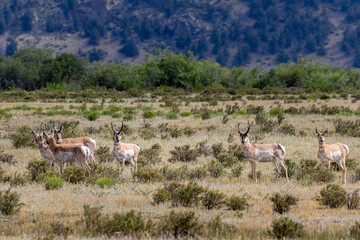 Pronghorn Antelope