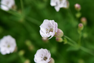 シレネの花のアップ