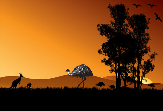 Family of emus and two Australian kangaroos in the outback of Australia with sunset background