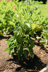 Green bell pepper growing on a plant in a garden in the summer