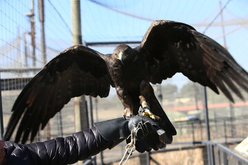 Aguila real con alas abiertas