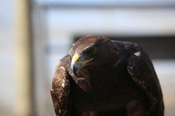Aguila real