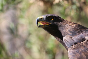 Aguila real Mexicana