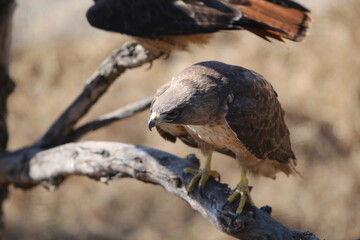 pequeño aguilucho