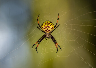spider on the web
