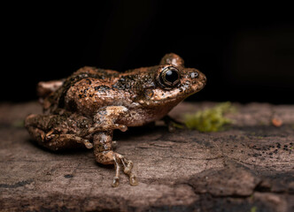 frog on the ground