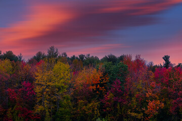 Trees in autumn colors in a violet sunrise,