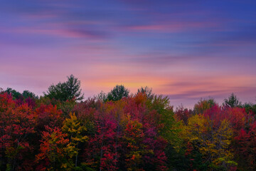 Naklejka premium Trees in autumn colors in a violet sunrise,