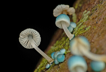 Mycena Cyan