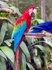 blue and yellow macaw