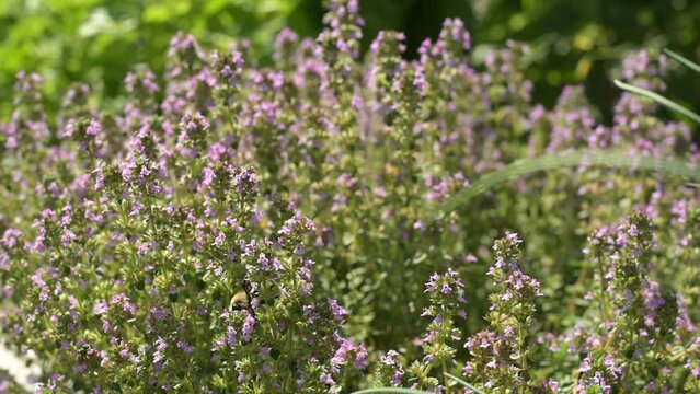 Honey bee gathering pollen from flowering thyme herb plant (thymus serpyllum)