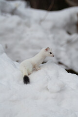 ERMELLINO Mustela erminea	