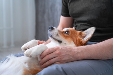 Family idyll corgi dog lies in knees of owner, paw in hand, calmness, unity, devotion, peace, support Calm love, puppy tucked its paws relaxed in arms of man, peace Animal assisted therapy, zootherapy