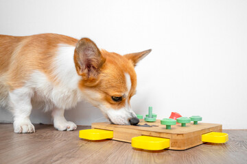 Corgi dog bent over interactive educational toy for, puzzle, slow feeder, pokes his nose into holes for hidden treat. Smart bowl, find dry food by smell. Pet training, mental activity, intelligence - obrazy, fototapety, plakaty