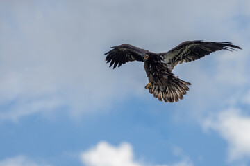 Obraz premium Juvenile Bald Eagle in flight ready to land on nearby tree