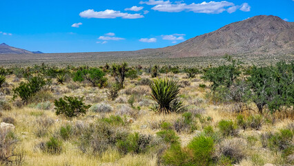 Summer Day in the Mojave National Preserve