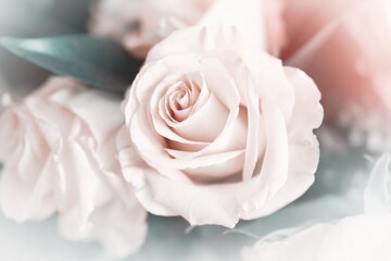 pastel rendering of roses in a bouquet with light borders for backgrounds and composites