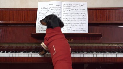 Dog dachshund in red camisole strums funny, plays piano, dances vigorously, shakes its booty, masterfully presses key with its paws Game-based learning children music Pranks of creative children, pets