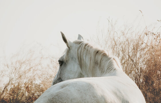 Portrait of wild white horse on pastel background