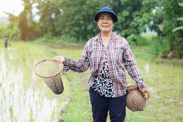 Asian senior woman farmer holds fishing net and creel to find freshwater algae (Spirogyra sp.) and fish at organic paddy field. Concept, rural agriculture lifestyle, earn living from nature.     - obrazy, fototapety, plakaty