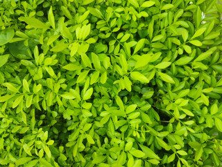 Murraya paniculata. Commonly known as orange jasmine, orange jessamine, china box or mock orange.
