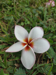 Plumeria rubra is a deciduous plant species belonging to the genus Plumeria.