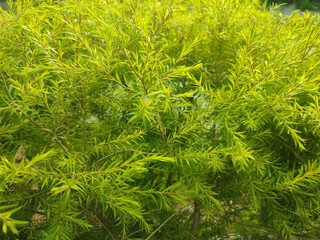 Melaleuca alternifolia.It is commonly known as tea tree. Narrow leaved paperbark.Flax leaved...