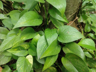 Epipremnum aureum leaves. Also known as Golden pothos, MoneyMarble queen pothos, Variegatedphilodendron, Neon Pothos.