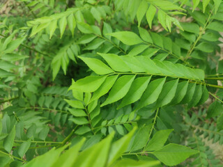 Curry tree, Murraya koenigii , Bergera koenigii, sweet neem leaves.