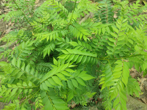 Curry tree, Murraya koenigii , Bergera koenigii, sweet neem leaves.