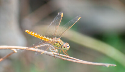 Grasshoppers are a group of insects belonging to the suborder Caelifera.Grasshoppers are typically...