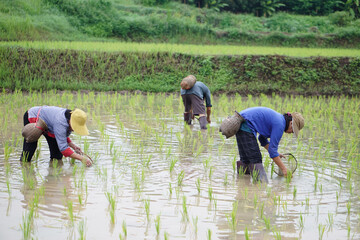 Villagers are finding freshwater algae (Spirogyra sp.) in organic paddy field. Concept, rural...