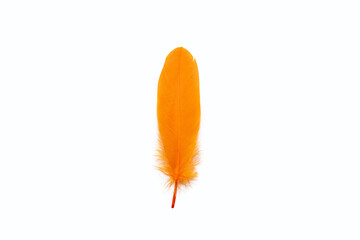 Exotic orange feather of bird with texture