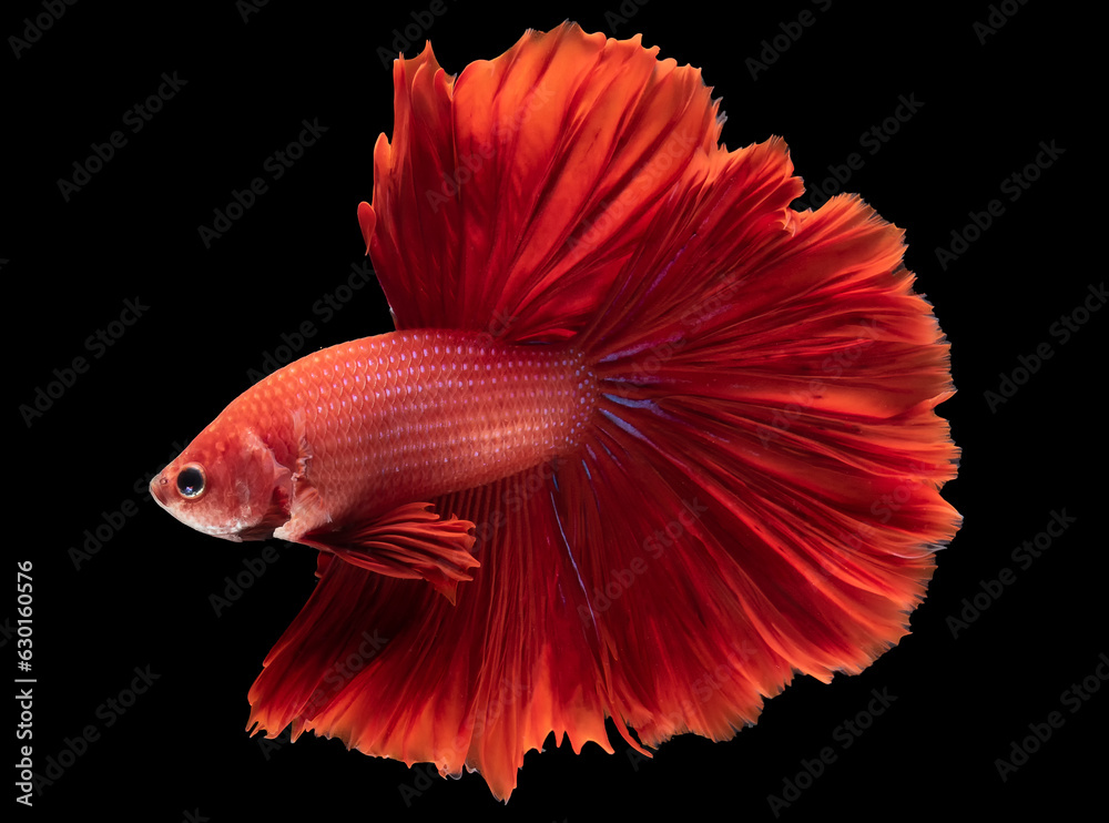 Wall mural Vivid red hues of betta fish create a captivating and eye catching display in any aquatic environment.