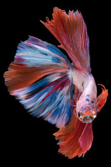 Multi color beautiful betta fish's striking appearance and graceful movements.