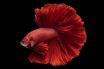 Vibrant red color of the Siamese betta fish shines like a jewel, catching the light with brilliance...
