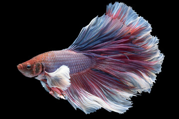 Multi color Siamese betta fish boasts an exquisite blend of vibrant colors, captivating and...