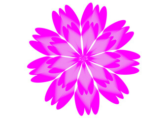 pink flower isolated