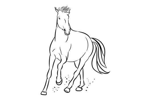 graphics image drawing horse running, outline stroke line Vector illustration