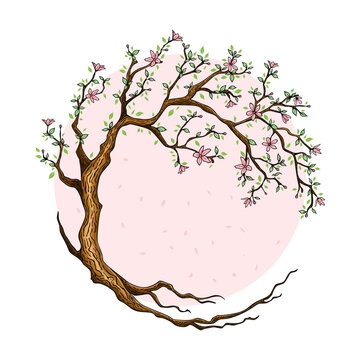 blooming tree pink circle background clip art preview