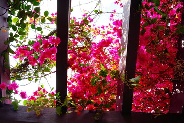 purple Blooming purple flower, bougainvillea glabra	