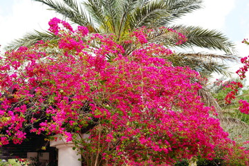 purple Blooming purple flower, bougainvillea glabra	