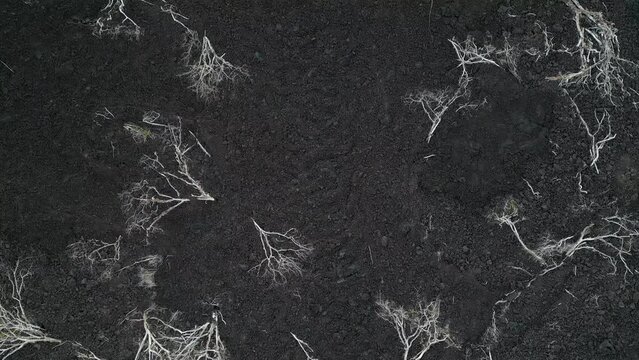 Low flyover of black lava flow ash with embedded standing dead trees