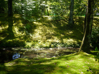Obraz premium river in the forest